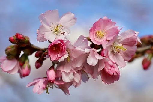 Bloemenfoto